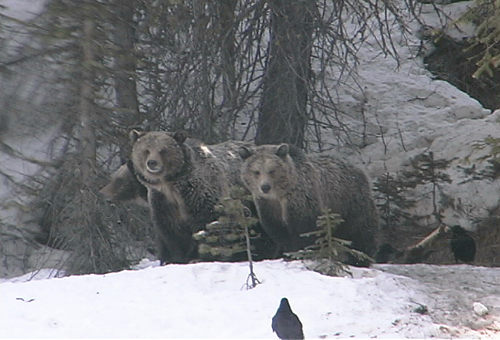 Grizzly Trio -Wildlife of Yellowstone DVD