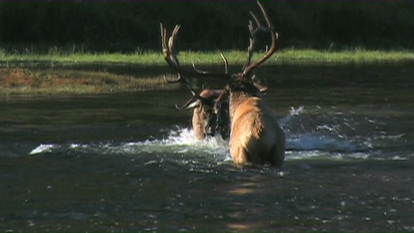 Bull Elk Fighting Madison River - Wildlife of Yellowstone DVD