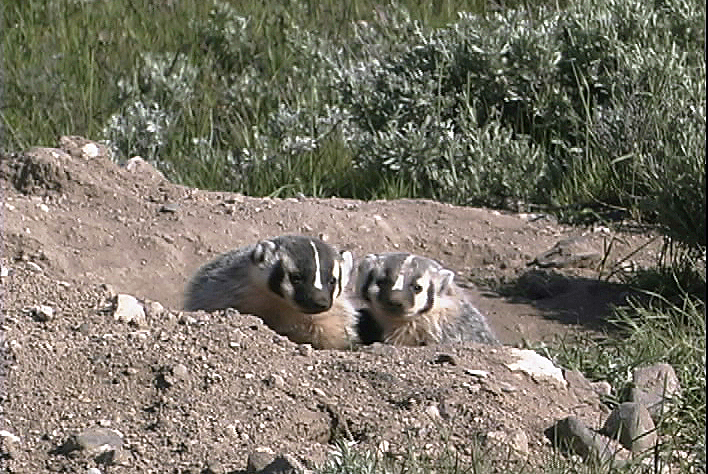 Badger Cubs - Wildlife of Yellowstone DVD