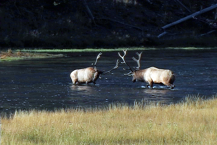 Bull Elk Standoff - Wildlife of Yellowstone DVD