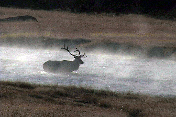 Elk in Fog - Wildlife of Yellowstone DVD