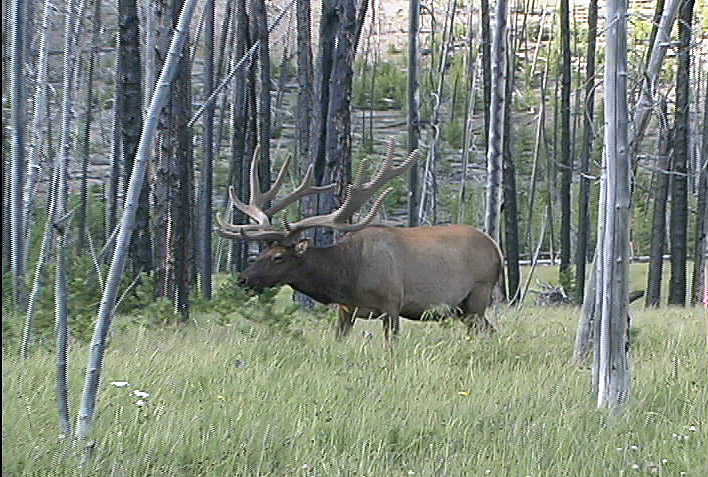 Bull Elk in Velvet - Wildlife of Yellowstone DVD