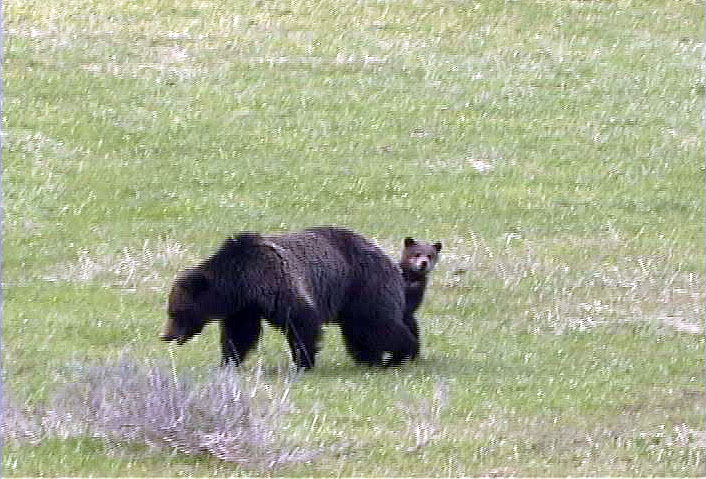 Grizzly Sow and Cub