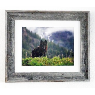 Alpha black wolf canyon pack - Mike Cavaroc print