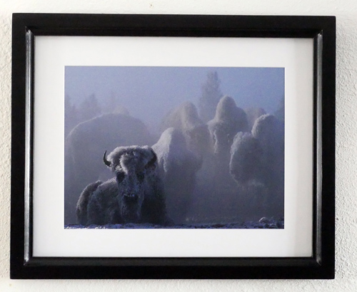 Ice Covered Bison - Tom Murphy